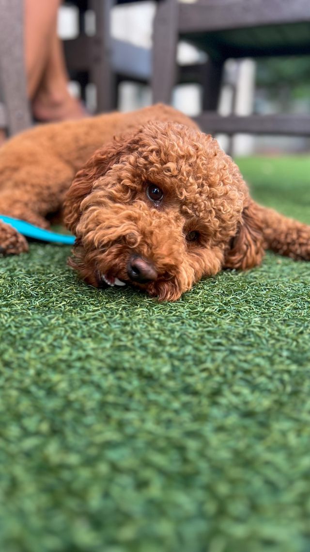 Paws up if you love a good patio session! 🐾🙌

Here at Freddy J’s, our outdoor turf dining area isn’t just for our two-legged customers. Nope, we’re all about that dog-friendly life! 🐕💚

Whether your furry friend is pocket-sized or a gentle giant, our patio is the perfect perch for them to enjoy some quality time with their favorite human (that’s you 😉). We’ve got large sun umbrellas for those balmy summer days and toasty heat lamps for when the winter chill sets in. 🌞❄️

Just finished a beach day at Brigantine North End or Longport Dog Beach? Perhaps, you’ve been hitting the trails at Egg Harbor Township Nature Reserve or Birch Grove Park? Swing by Freddy J’s on your way home - the perfect pit stop after a day of adventuring! 🌳🏖️

And the best part? Your furball might just become a star! We love snapping up photos and videos of our four-legged guests, which often become the fabulous reels you’re watching right now. So not only do you get a great dining experience, your pup gets to be the star of the show! 📸⭐

Who’s ready for a doggy day out at Freddy J’s? 🐶🌳🍽️